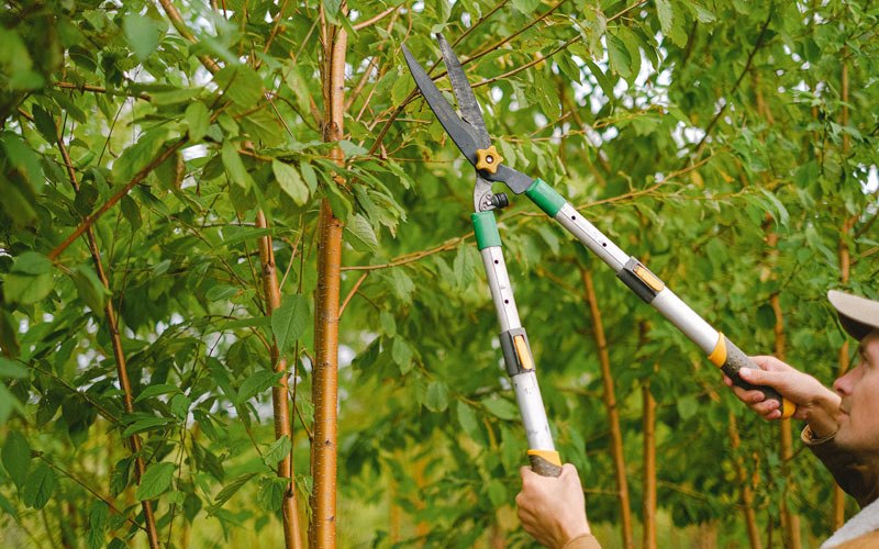 Tree trimming in Machias, NY