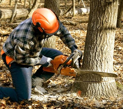 Tree Removal in Machias, NY